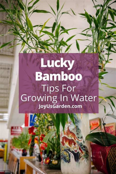 Lucky Bamboo In Water 26 Growing Tips 2024 Guide Lucky Bamboo