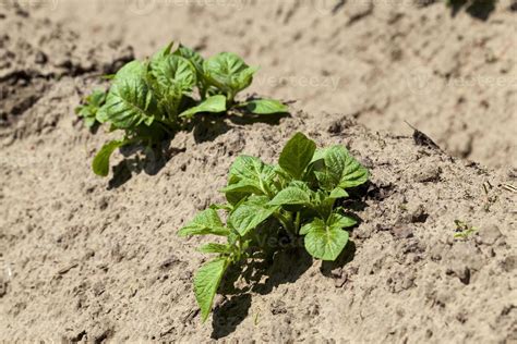 varieties of potato plants 9451565 Stock Photo at Vecteezy