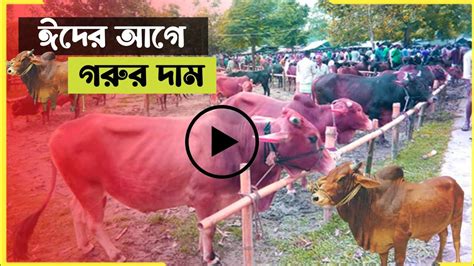 ঈদের আগে গরুর দাম কোরবানির গরু গাবতলি হাটের গরু Youtube