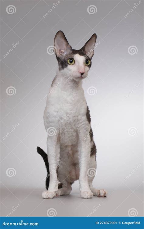 Adult Male Of Cornish Rex Breed Cat Posing On Background Stock Image