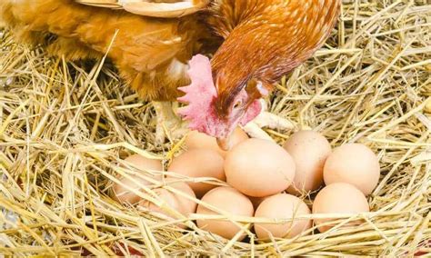 Can Chickens Eat Boiled Eggs Pet Diet Guide