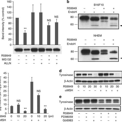 Effect Of Overexpression Of Diacylglycerol Kinase Dgk On Tyrosinase