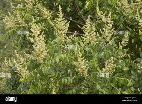 Elm Flower Hi Res Stock Photography And Images Alamy