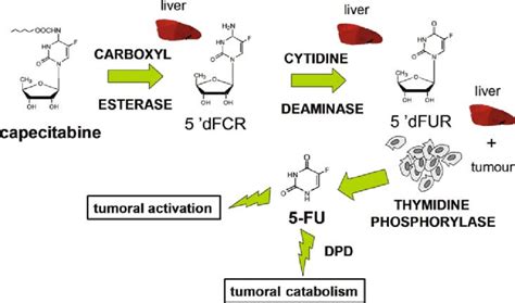 B Metabolic Pathway Of The Oral Pro Drug Capecitabine The Drug Has