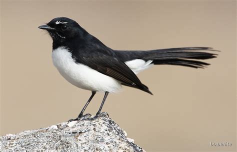 Willie Wagtail By Bowenite Redbubble