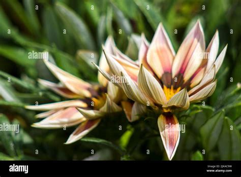 African Daisy Flower Gazania Flower Native Yellow Flowers South