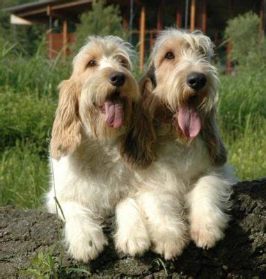 Grand Basset Griffon Vendéen - Dog Breed Information, Photo, Care ...