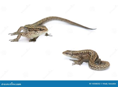 Two Lizards Isolated On A White Stock Photo Image Of Scaly Animals