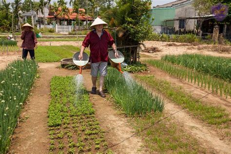 Cooking Class At Tra Que Village Half Day Tour Hoi An Private Taxi