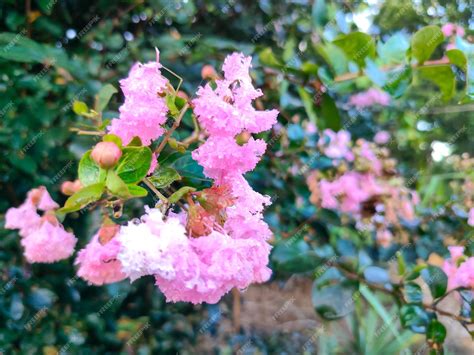 Premium AI Image | Lagerstroemia indica Japanese bungur or little bungur