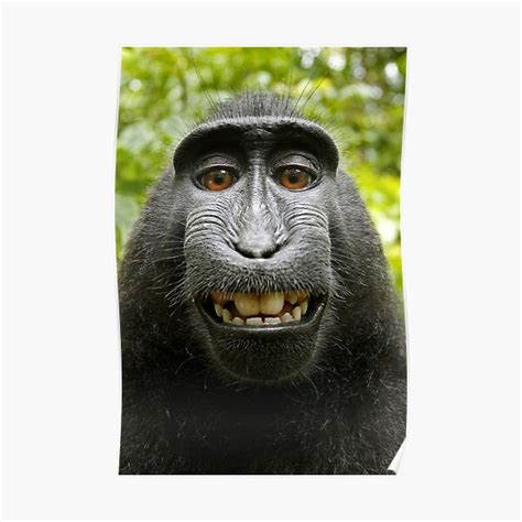 "Macaque Black Selfie Self Portrait" Poster for Sale by Irina ...