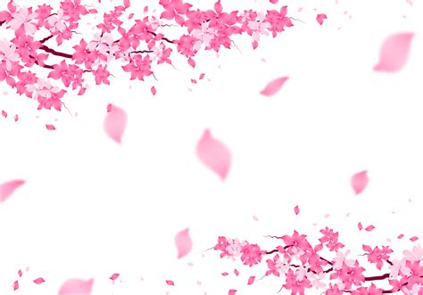 Sakura Blossom Frame Cherry Bloom Background Pink Flower Falling