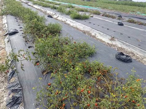 南市食用番茄災損現金救助每公頃51萬 1130起申請 生活 自由時報電子報