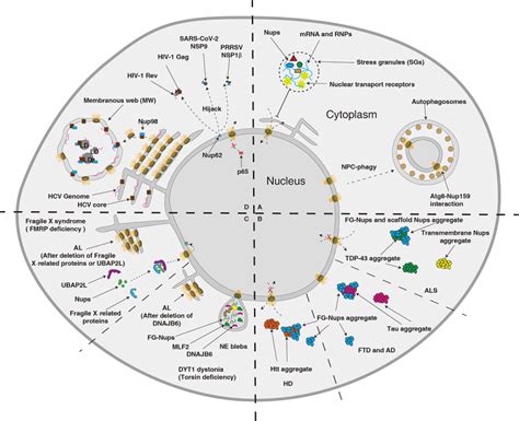 Cytoplasmic Nucleoporin Assemblage The Cellular Artwork In Physiology