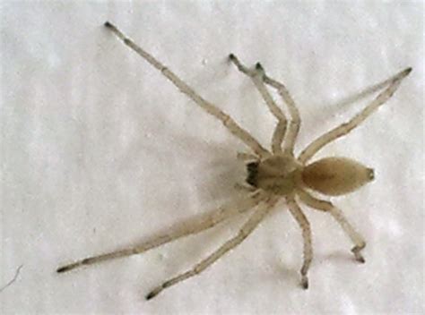Black Footed Spider Whats That Bug