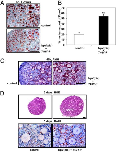 Activation Of The Pi K Akt Foxo Pathway In Oocytes And Increased