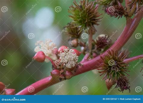 Ricinus Communis Bourgeons Et Capsules De Graines De Fleurs Image Stock