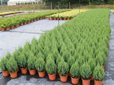 VIVERO GALIPLANT ORNAMENTAL S.L.: Juniperus chinensis 'Stricta'