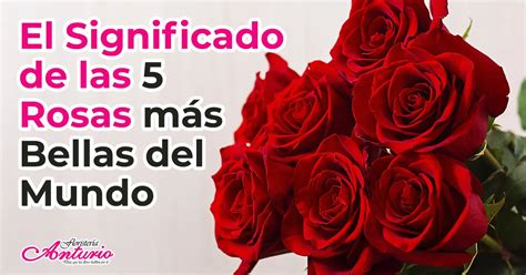 Significado De Las Rosas El Lenguaje De Las 5 Rosas