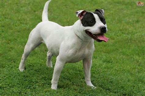 Staffordshire Bull Terrier Dog Breed Facts Highlights And Buying