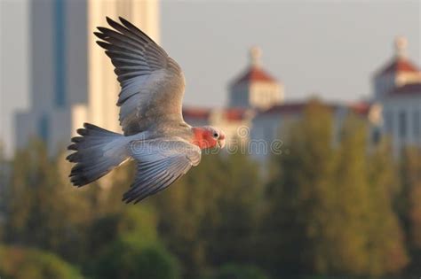 Beautiful Of Galah Cockatoo Flying In The Forest Stock Image Image