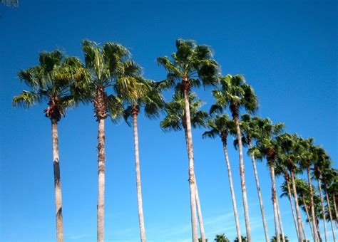 Florida Palm Trees