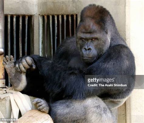 Shabani (Gorilla) Photos and Premium High Res Pictures - Getty Images