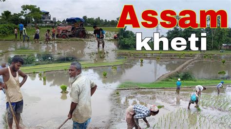 Assam Ki Kheti।।farmers।।explore The Assam Youtube