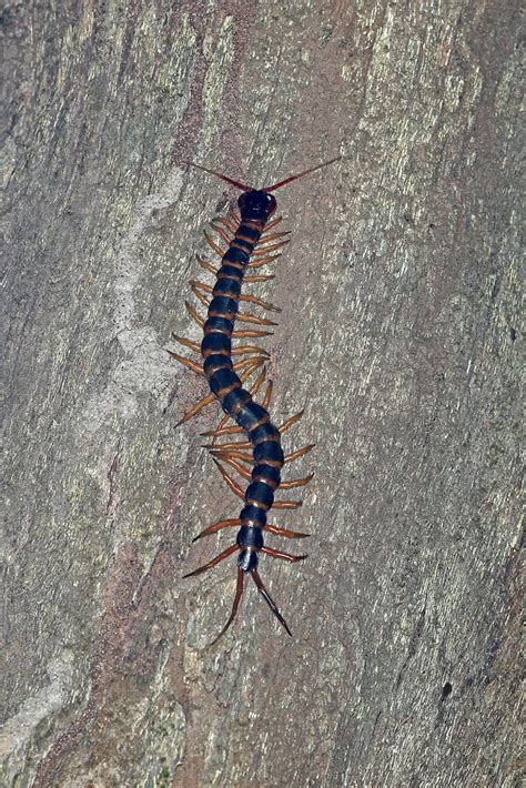 Giant Centipedes From Khammouane Laos On November 12 2022 At 03 20 PM