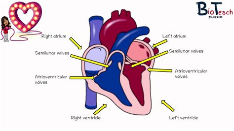 Cardiac Cycle