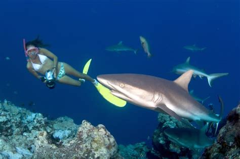 Bikini Wearing Freediver Gets VERY Close To Shark
