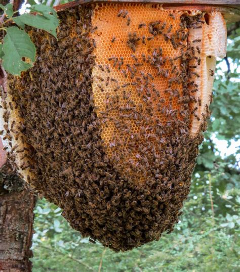 Essaim D Abeilles Que Faire Au Refuge Des Graines