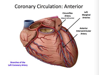 Myocardial Infarction Flashcards Quizlet