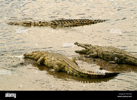 Nile Crocodiles In Mara River Masai Mara Kenya Stock Photo Alamy