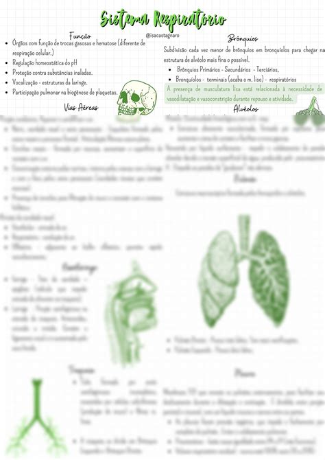 Solution Sistema Respirat Rio Resumo De Anatomia Humana Studypool