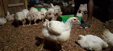 Alimentation Poulets De Chair En C Te D Ivoire Coinafrique C Te D Ivoire