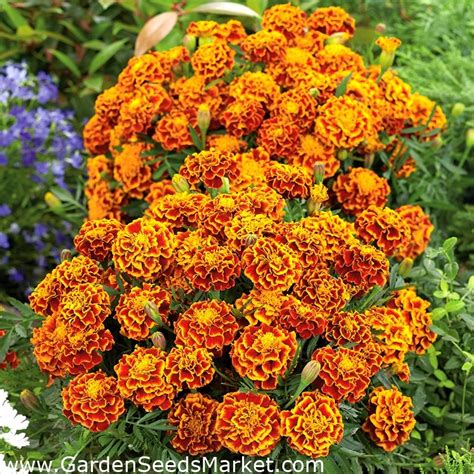 Marigold Seeds Selection Of 4 Varieties Garden Seeds Market Free Shipping