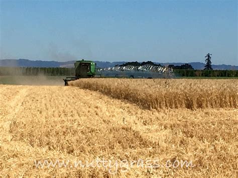 Wheat harvest – NuttyGrass