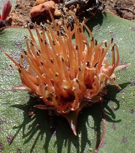 Hedgehog Lily From Gifberg West Coast DC South Africa On August 29