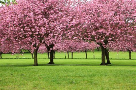 Árbol Sakura Flor de Cerezo de color rosa Japón Sakura tree Cherry