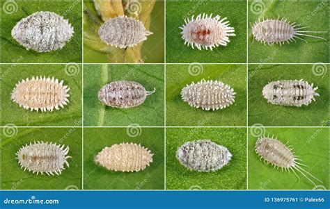 Mealybugs Scale Insects Royalty Free Stock Image 131812978