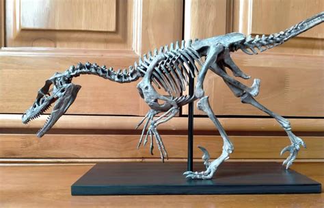 61CM Dinosaur Model / Velociraptor Skeleton Model XWL2102 - Etsy