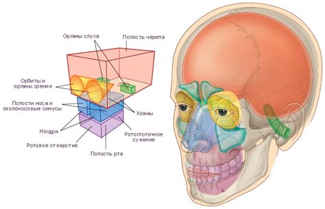Голова | Энциклопедия альтернативной медицины | Fandom