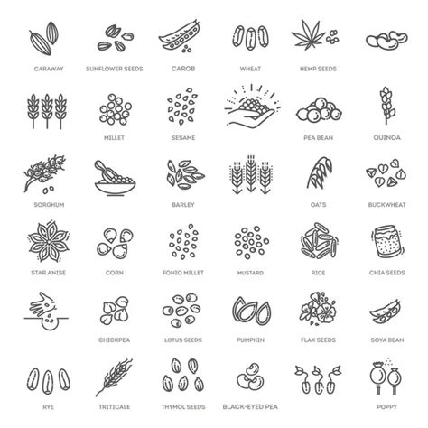 Cereal Grains Vector Images Depositphotos