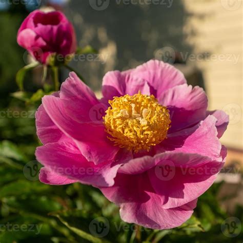 beautiful pink peony flowers in the garden. 11036291 Stock Photo at ...