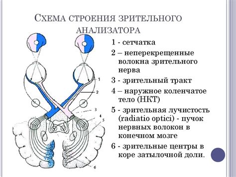 Анатомия зрительного пути - презентация онлайн