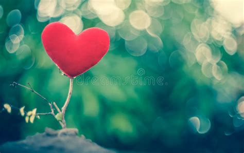 Red Heart Tree Stock Image Image Of Ground Maple Land 27018253