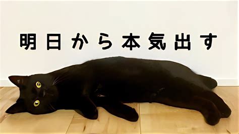 人気の猫tシャツ『明日から本気出す』を黒猫で再現してみたら Youtube