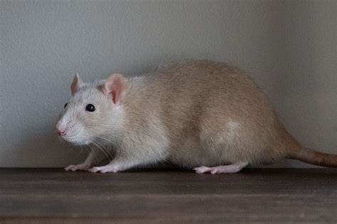 Fancy Rat Colors Patterns And Coat Types