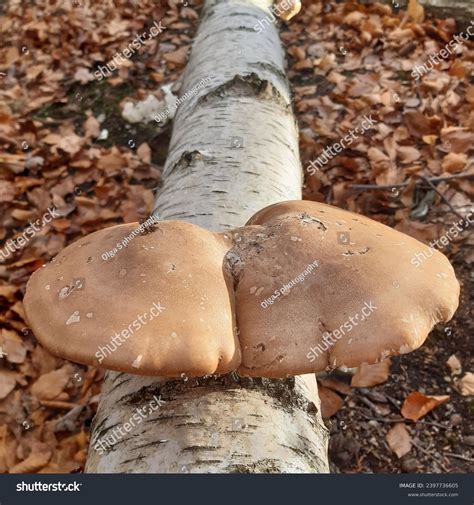 Fomitopsis Betulina Previously Piptoporus Betulinus Commonly Stock